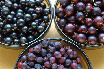 Shadberries, gooseberry, currant in a bowls