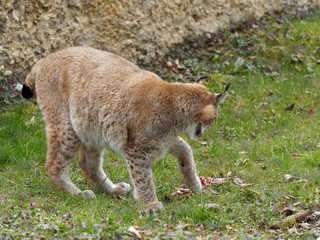 Lynx boréal ou lynx d'Eurasie (Lynx lynx) vivant dans les forêts boréales