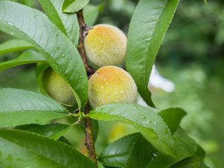 Young peaches develop on the tree