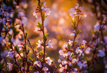 Flowers of nanking cherry prunus tomentosa on the background of setting sun. Spring background.