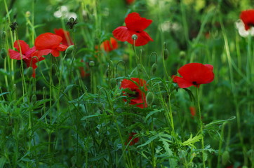 Fototapeta na wymiar bright red poppy flowers