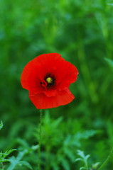 Fototapeta premium bright red poppy flowers