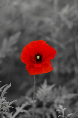 Red poppy flower on a black and white background
