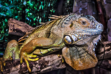 Green iguana climbing on a tree