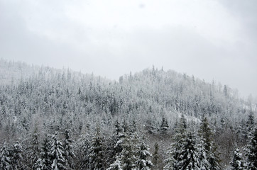 Pines in the snow, beautiful winter landscape, mountains covered with snow, Carpathians
