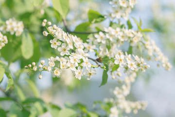 Flowering branch of bird cherry in the spring garden