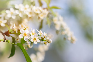Flowering branch of bird cherry in the spring garden