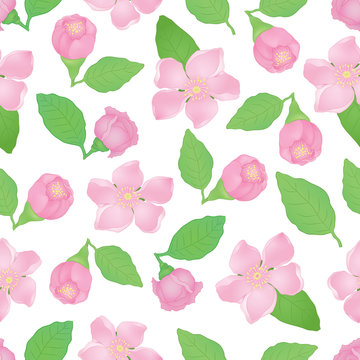 Vector apple blossom seamless pattern, on white background