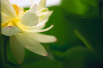 Obraz premium sacred lotus flower leaves