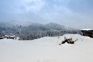 Pines in the snow, beautiful winter landscape, mountains covered with snow, Carpathians