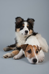 Jack Russel Terrier and Border Collie pup on grey background