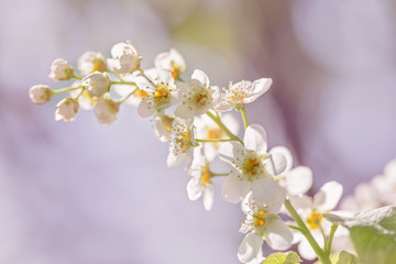 Flowering branch of bird cherry in the spring garden