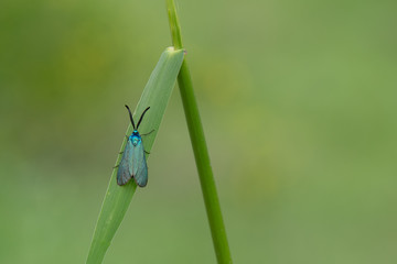 beetle on green leaf