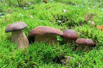 Several boletus in the moss in the forest. Boletus edulis (penny bun, porcini, cep, porcino, king bolete, white mushroom) - edible mushroom.