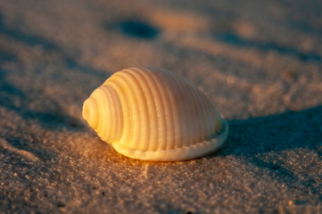 Scotch Bonnet Shell