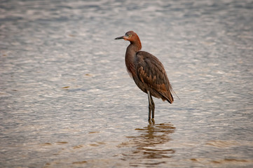 Reddish Egret in Sound
