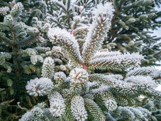 Green branches of Norwegian spruce covered with hoarfrost