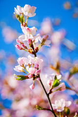 close-up branch of sakura tree flowers