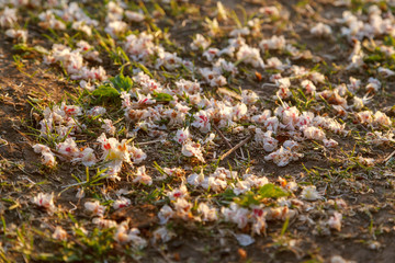Natural background. Fallen white and pink flowers of the chestnut tree at the spring grass. Close-up, selective focus