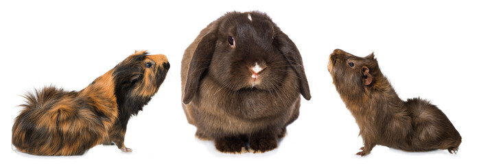 Two guinea pigs left and right of a rabbit