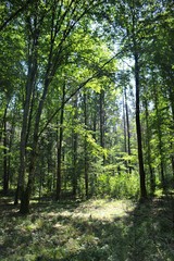 Zielone drzewa w puszczy białowieskiej, Białowieża, Polska