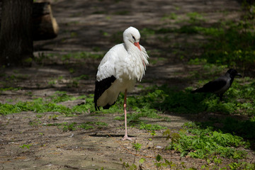 White Stork