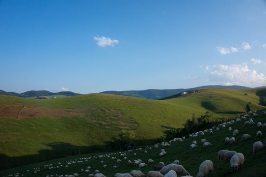 sheep grazing near the Rasinari village area, Sibiu county, Romania