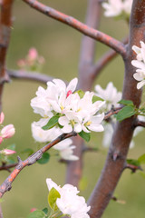 Obraz premium White flower and pink Bud on the branch of Apple blossom in the spring, summer the concept of the garden