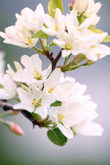 White flower and pink Bud on the branch of Apple blossom in the spring, summer the concept of the garden