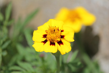a beautiful yellow marigold flower closeup
