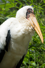 Porträt eines Milchstorches (Mycteria cinerea)