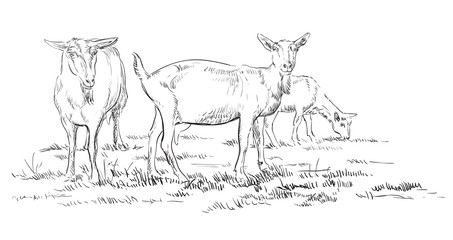 Fototapeta na wymiar Vector hand drawing goat 2
