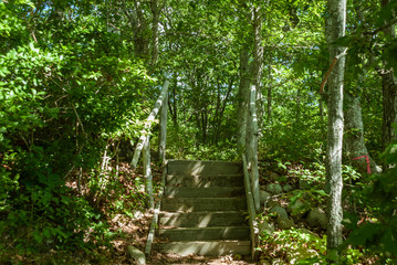 Stairs in woods