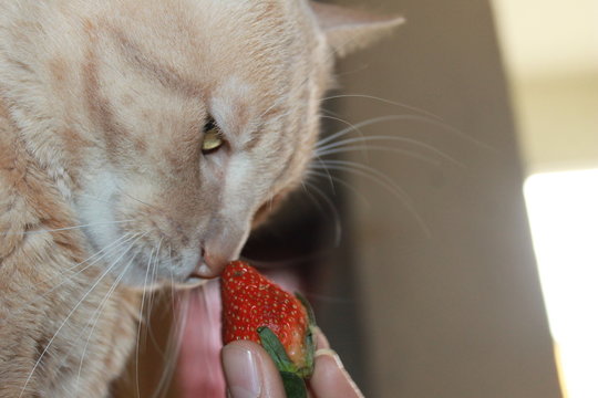  the cat and his nice strawberry
