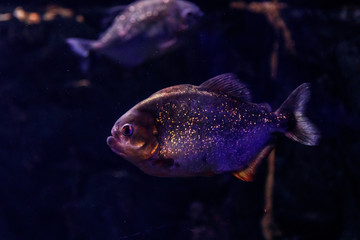 Fish Common Piranha Pygocentrus nattereri