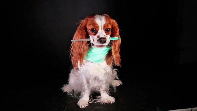 Animal pet vet veterinary doctor concept. Animals pets vaccination heal healing ad background