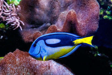 Fototapeta na wymiar Fish Royal Blue Surgeon - Paracanthurus hepatus
