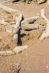 A large family meerkat is in a zoo