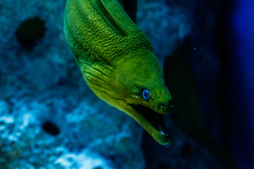 Fish Green Hymnothorax Gymnothorax funebris