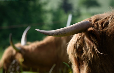 Close up von Hörnern eines Schottischen Highland Rindes