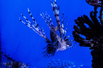 Fish Lionfish - Zebra, Pterois volitans