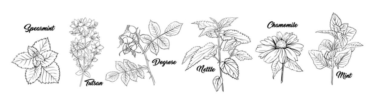 Tea Herbs Botany Plants Engraving Set. Sketch Isolated Hand Drawn Contour Illustration of Stinning Daisy or Chamomile Flower. Dogrose, Mint, Tutsan Herb. Herbal Medicine Nettle. Aromatherapy on White