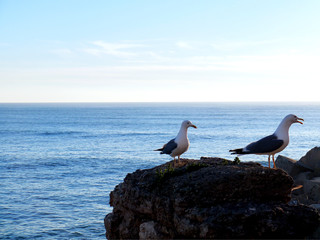 Seagulls in the bay of Cadiz, Andalusia. Spain. Europe