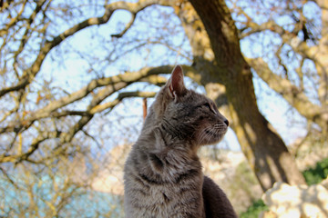 homeless cat on the background of wildlife