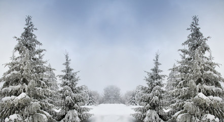 Beautiful winter landscape for the background, pine covered with snow, Christmas cards, Carpathian Mountains