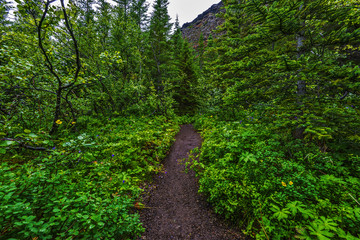 Fototapeta premium Walk pass through Asbyrgisskogur, the forest inside of Asbyrgi Glacial Canyon in Northern Iceland.