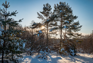 Winter landscape with a wild nature: birches, xmas trees, pines, etc.