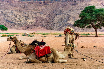 Wadi Rum Jordan