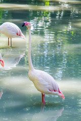 white and pink flamingo live birds walk in the water at the zoo in warm summer