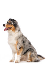 Australian shepherd dog sitting on white background